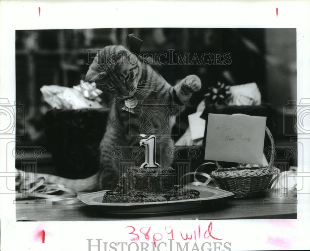 1991 Cat celebrates BDay in Harris County animal shelter, Houston - Historic Images