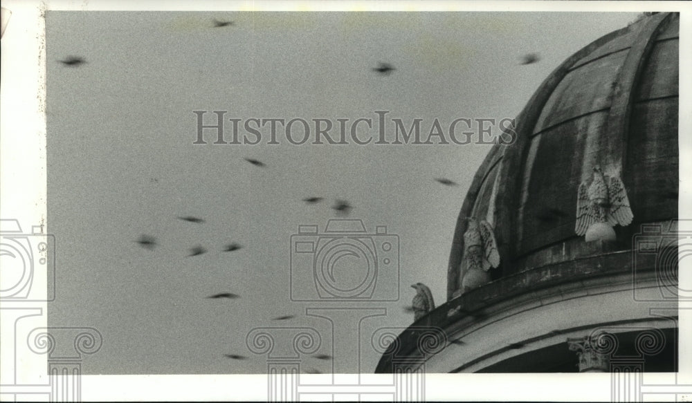 1984 Swarms of Black birds at old Harris County Courthouse - Historic Images