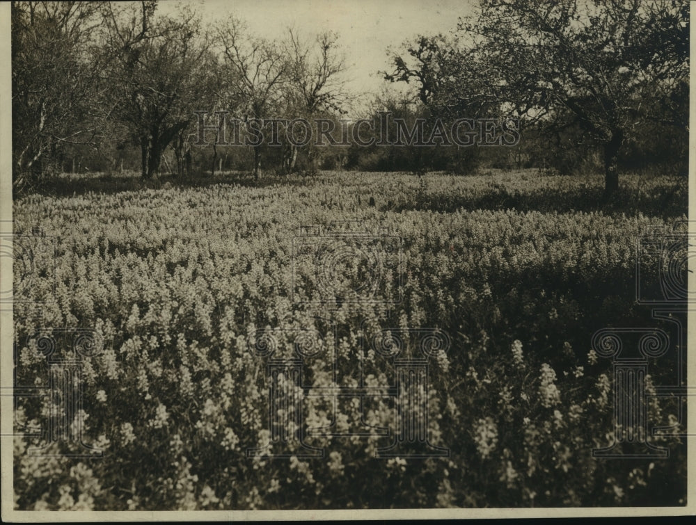 1931 Press Photo Field of wild flowers in San Antonio, Texas - hca26068 - Historic Images