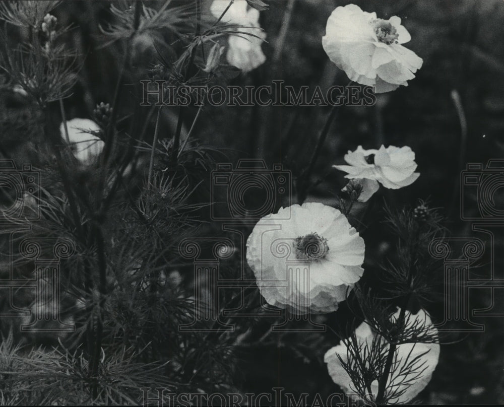 1980 Ranunculus flowers from bulbs - Historic Images