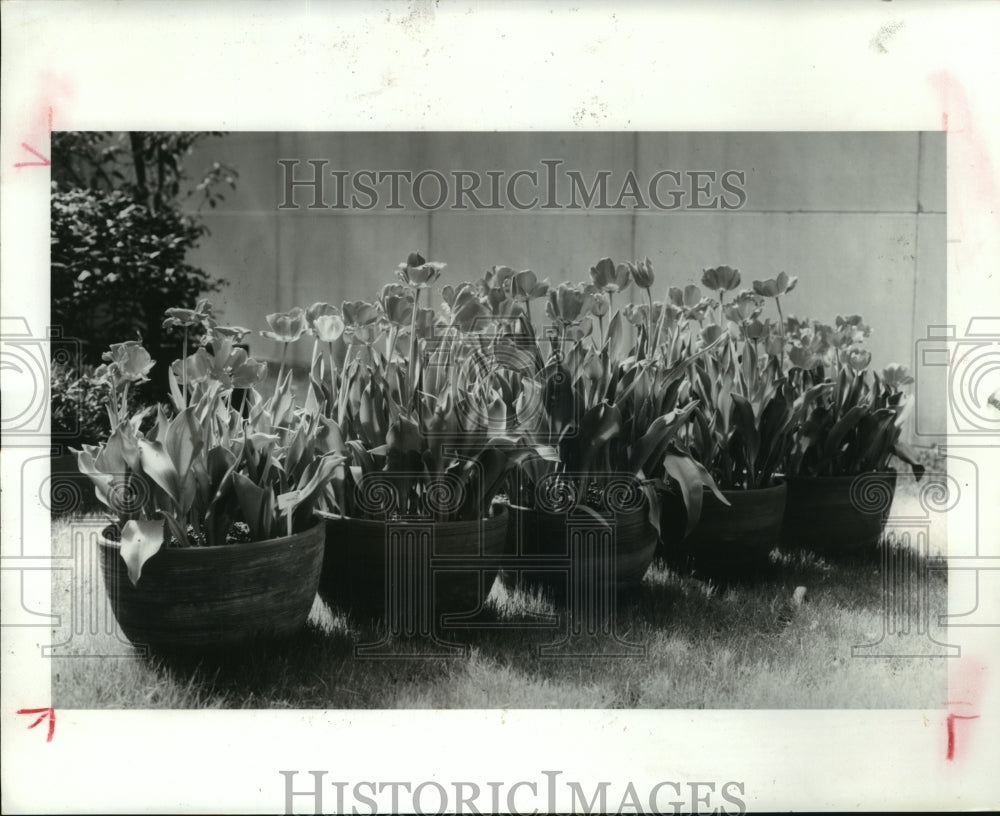 1986 Pots of tulip flowers - Historic Images