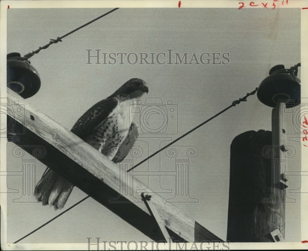 1969 Press Photo Red-Tailed Hawk Observed in Spring Branch, Texas - hca26116 - Historic Images