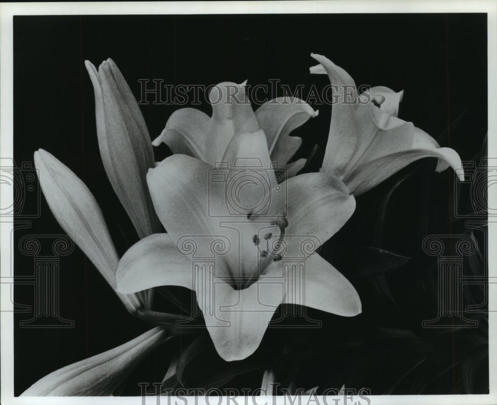 1997 Lilies in Full Bloom - Historic Images