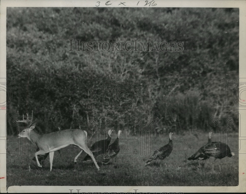 1967 Press Photo Deer and turkeys in field - hca26703 - Historic Images