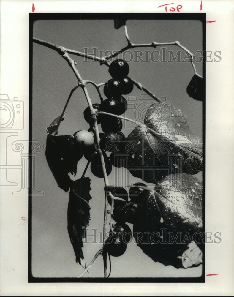 1986 Mustang grapes on the vine - Historic Images