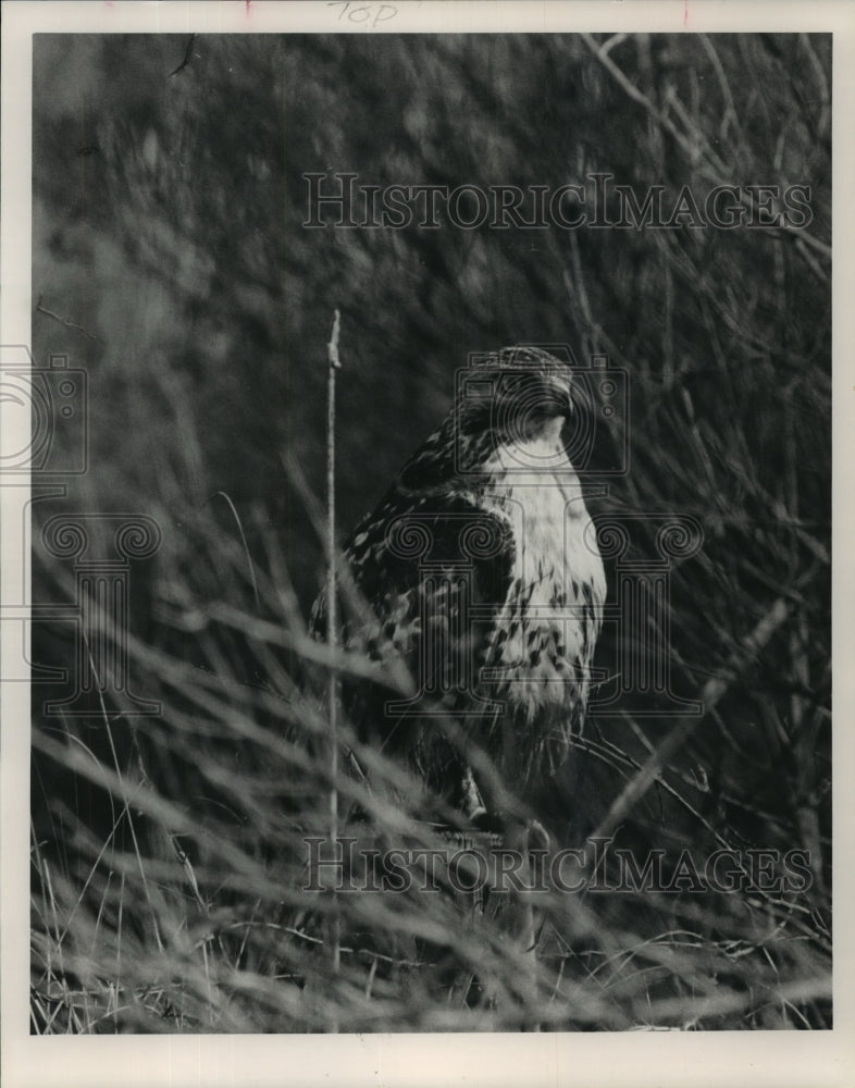 1992 Alert hawk stands on ground in field - Historic Images