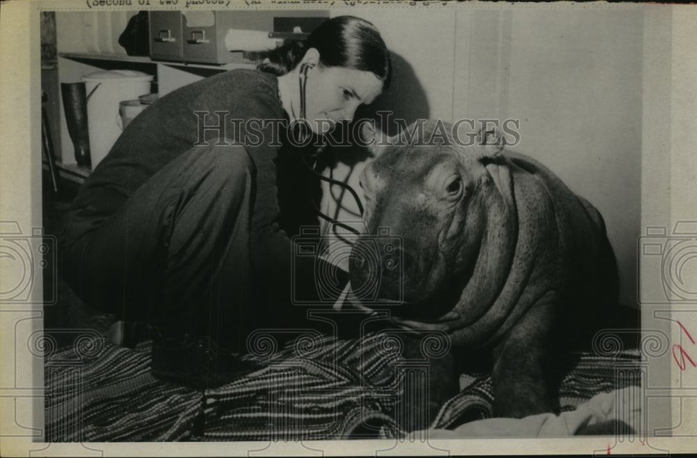 1976 Veterinarian with hippo - Historic Images