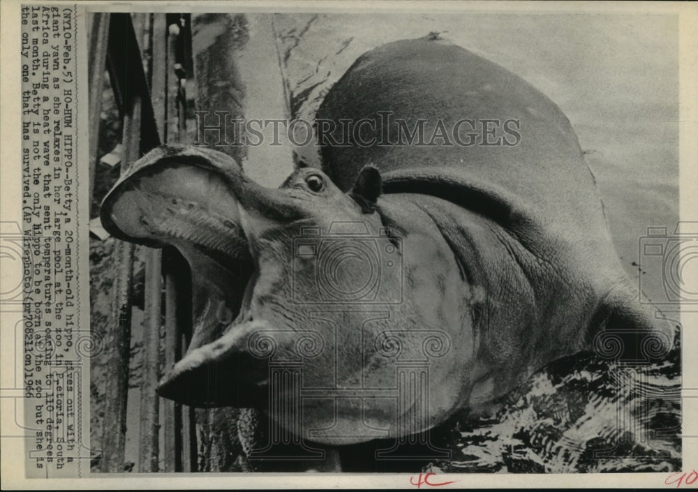 1966 Press Photo Young hippo yawns in pool at zoo in Pretoria, South Africa - Historic Images