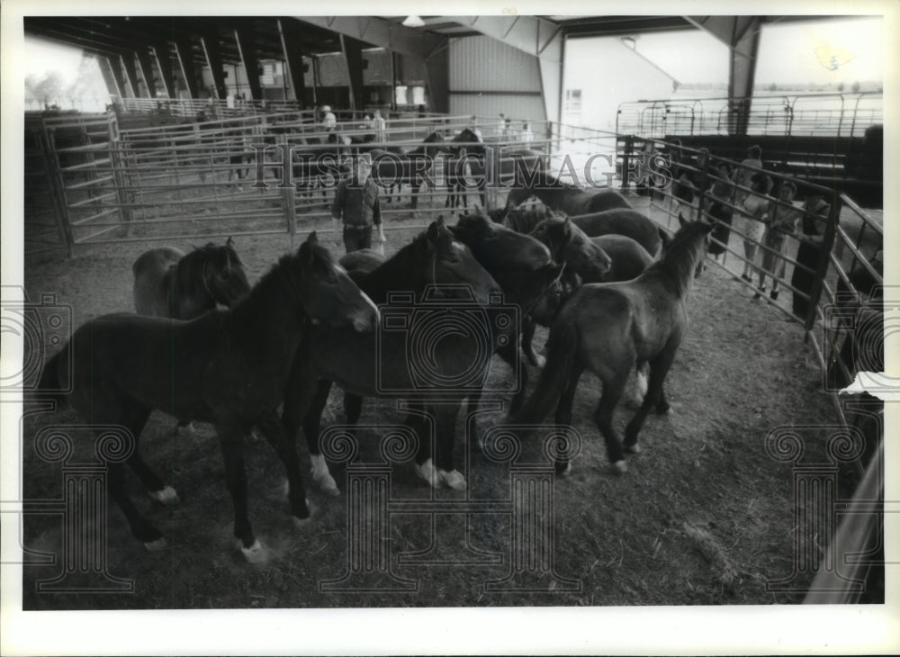 1988 Wild horses in pen at auction in Houston - Historic Images