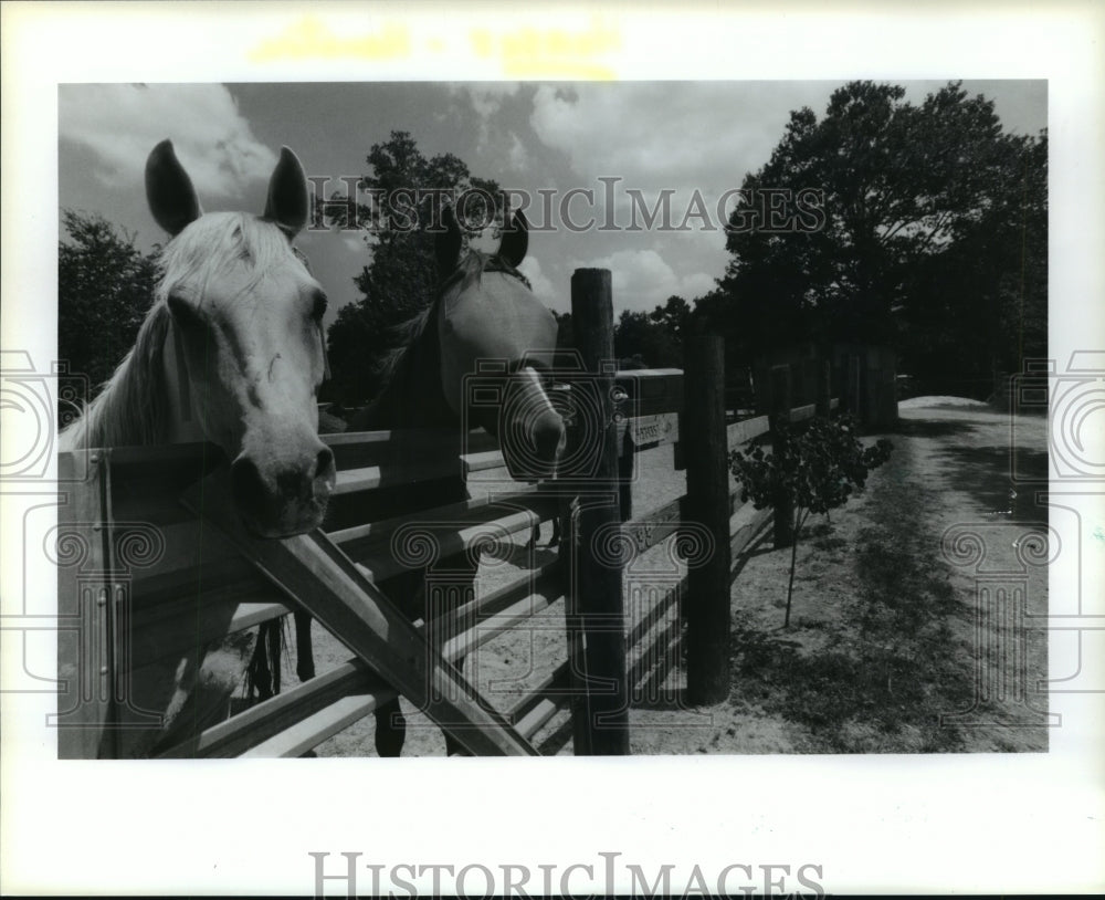 Two horses look over fence at horse stable along Buffalo Bayou in TX - Historic Images