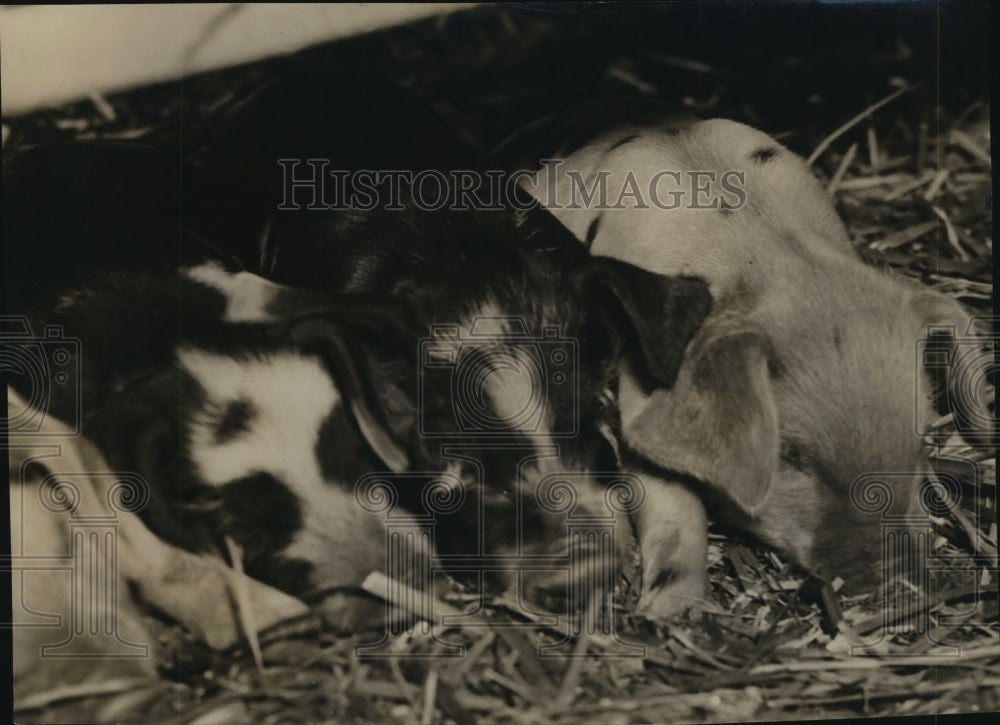 1936 Hogs laying in hay - Historic Images