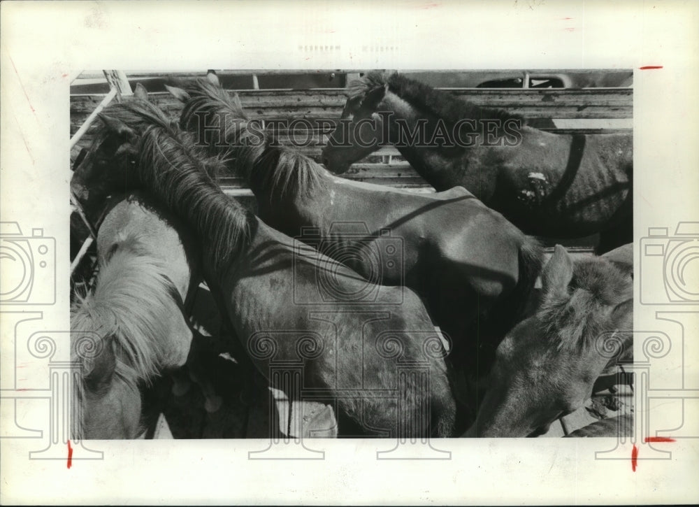 1981 Group of abused horses rescued in the Houston area - Historic Images