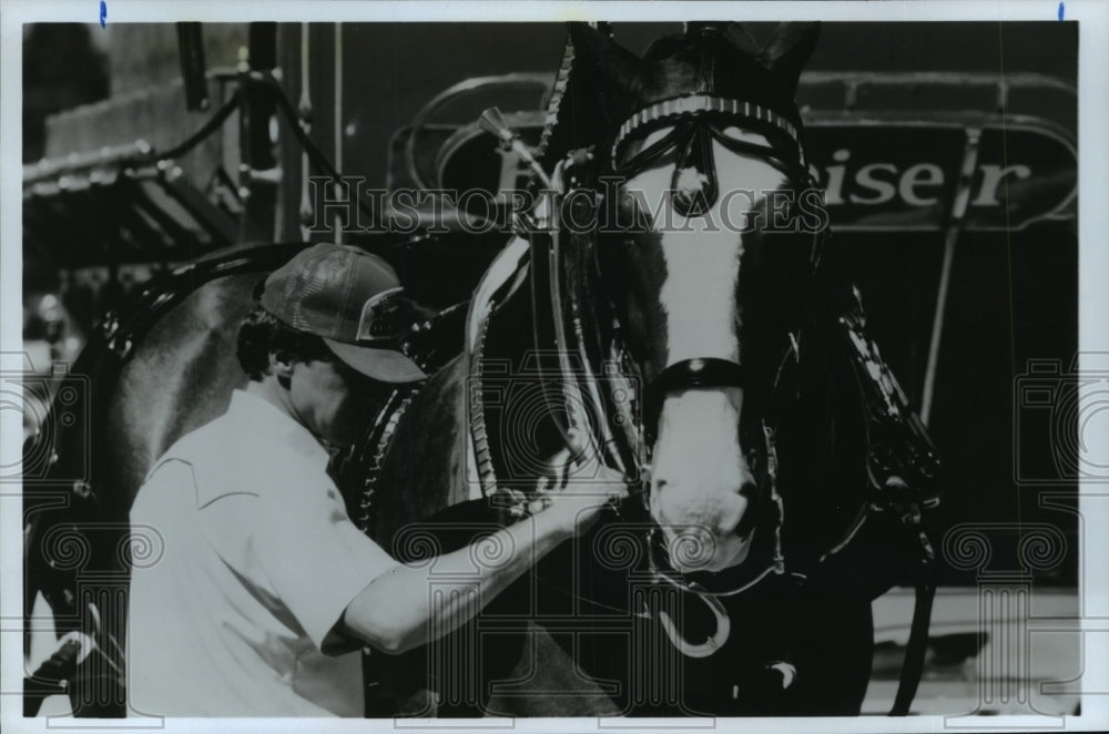 1989 Man grooms Clydesdale horse in Houston - Historic Images