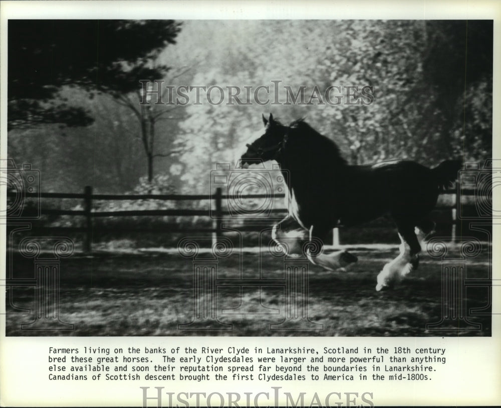 1985 Clydesdale horse runs through pasture - Historic Images