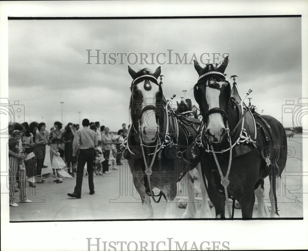1986 People watch Clydesdale horses pull a wagon - Historic Images