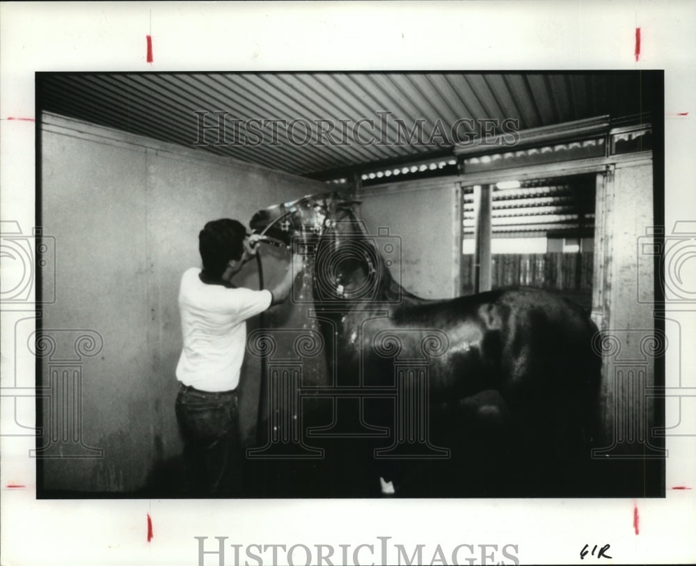 1987 Arturo Gonzales washes Arabian stallion in stable - Historic Images