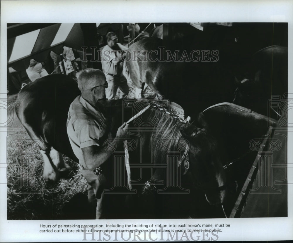 1981 Man braids ribbon into Clydesdale horse's mane - Historic Images