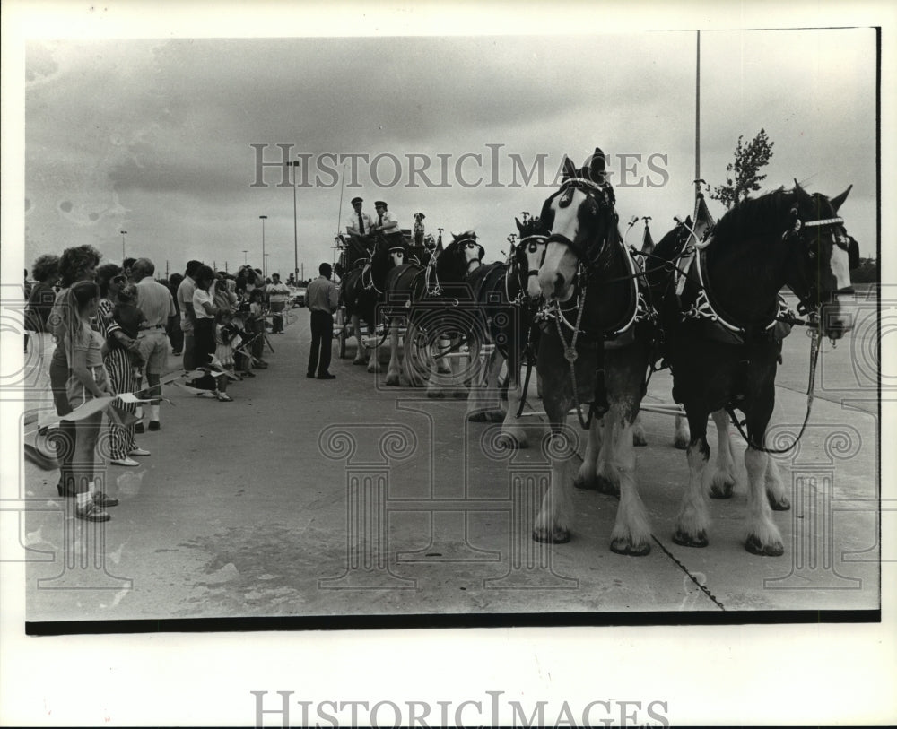 1985 Press Photo People watch Clydesdale horses pulling wagon. - hca28250 - Historic Images