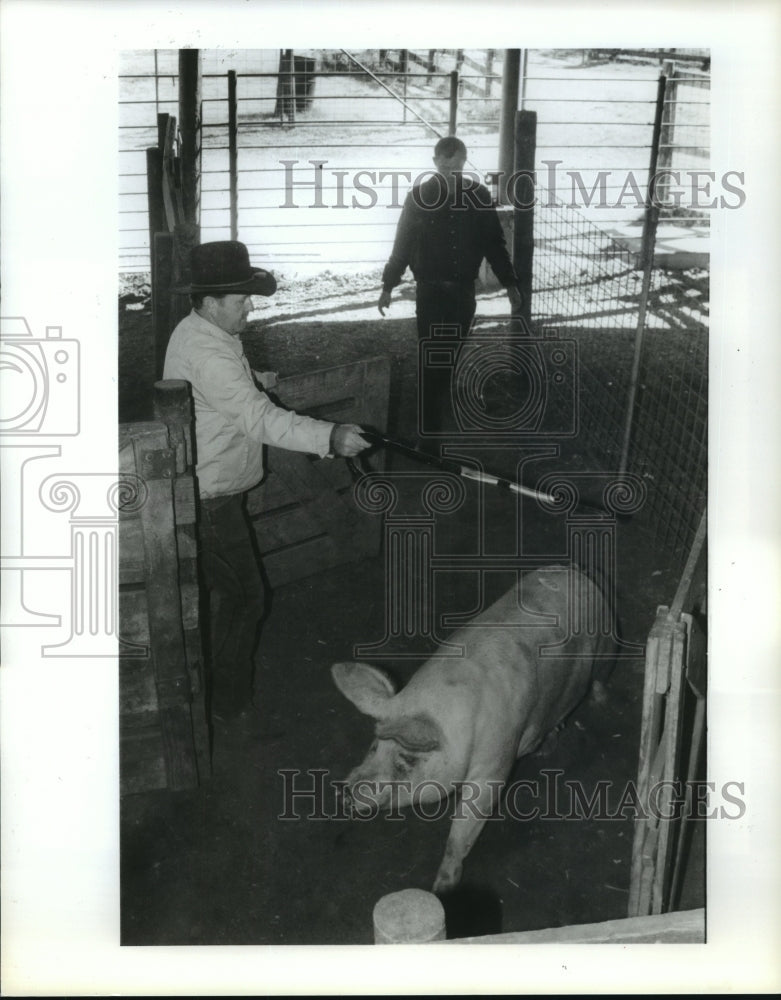 1989 Men move hog from pen at pig auction in McKinney, Texas - Historic Images