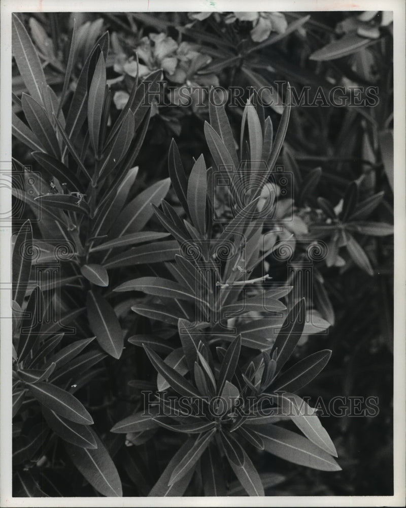 1971 Oleander plant - Historic Images