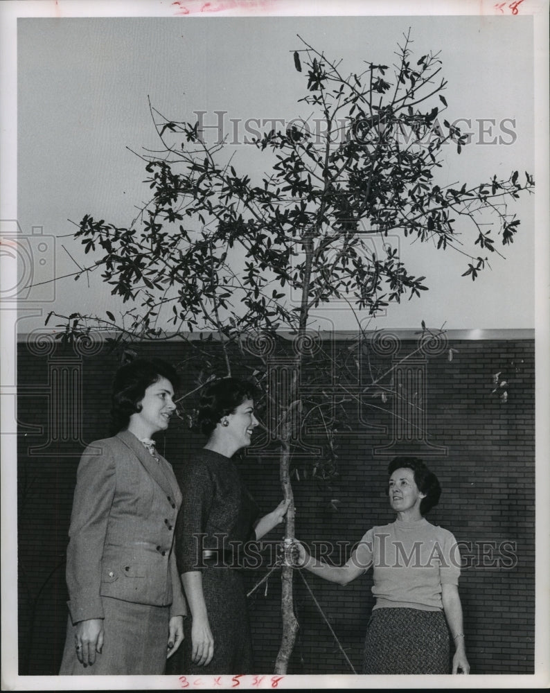 1963 Press Photo White Oak Garden Club donate tree to Oak Forest Library, Texas - Historic Images