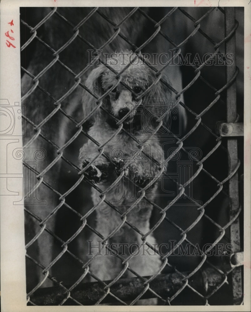 1968 Press Photo Poodle waits in cage for owners at Houston Rabies Control - Historic Images