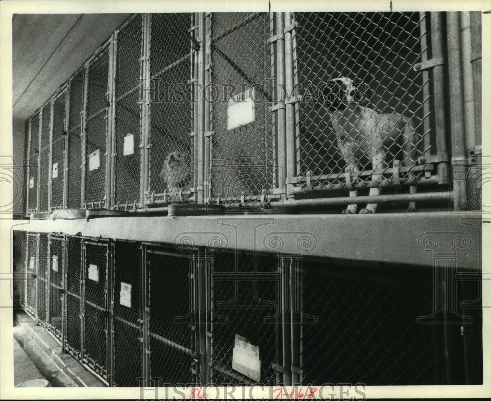 1979 Dogs in kennels at Houston&#39;s Rabies Control Center I bite ward - Historic Images