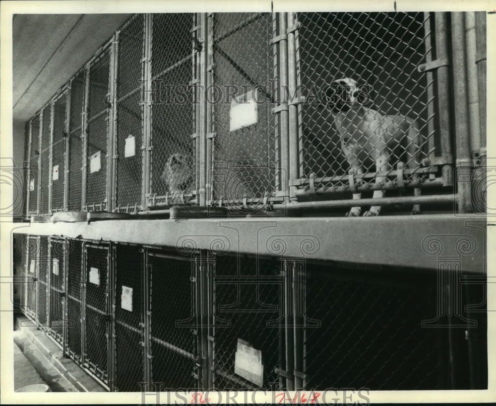 1979 Dogs in kennels at Houston's Rabies Control Center I bite ward - Historic Images