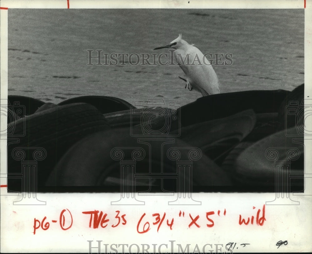 1983 Egret rests on discarded tires along Houston Ship Channel - Historic Images