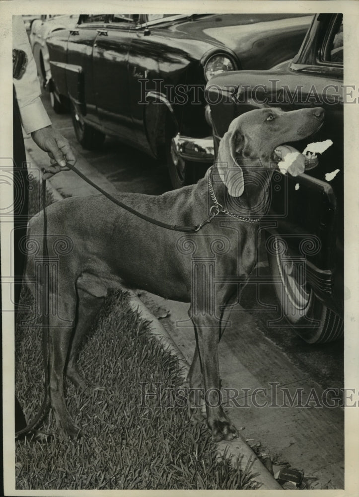 1959 Houston police officer with dog on leash - Historic Images