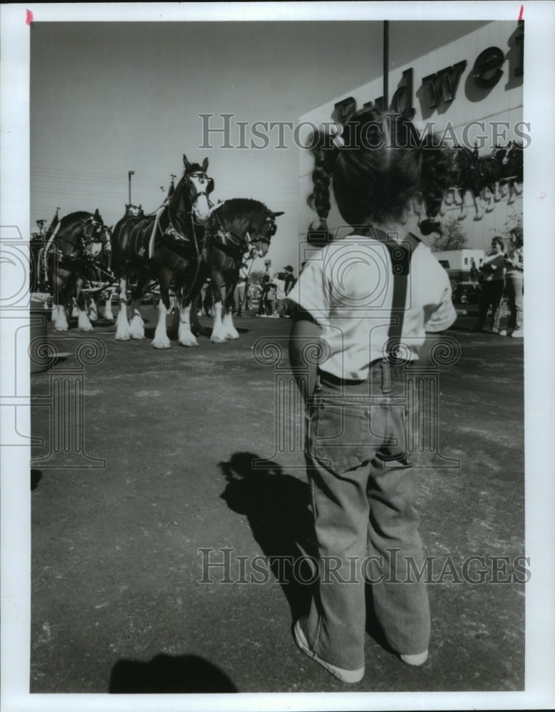 1991 Girl watches Budweister Clydesdales pull wagon in Houston - Historic Images