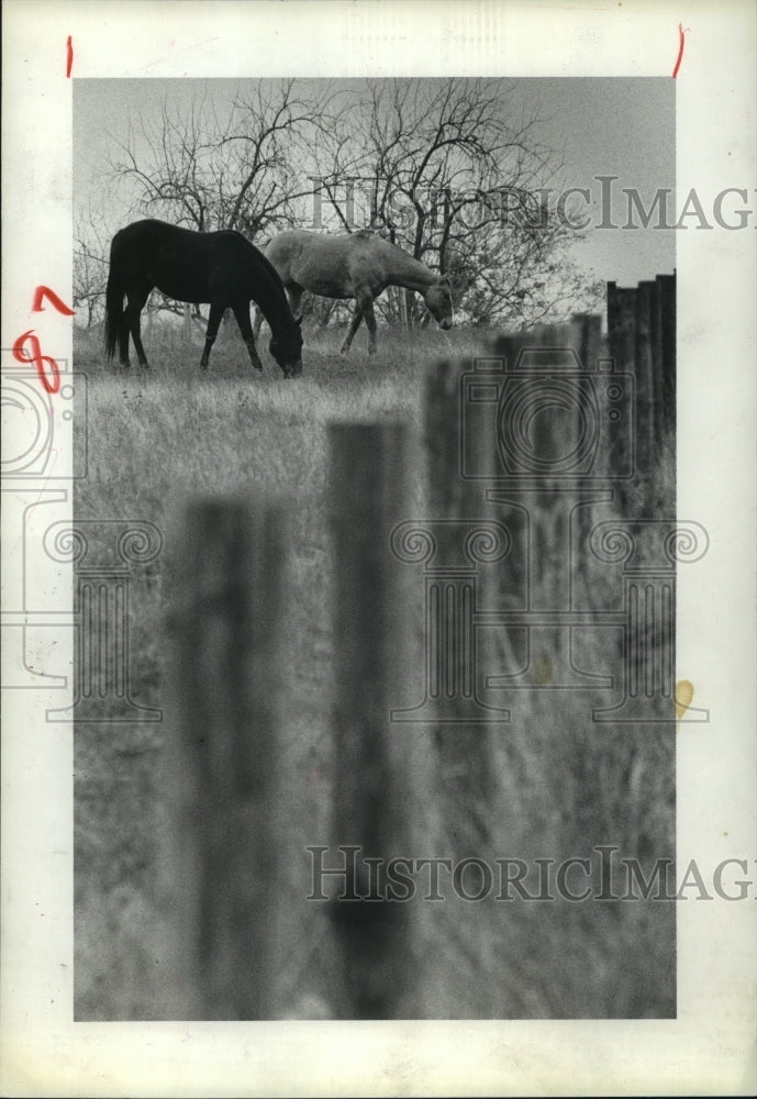 1981 Two horses graze in pasture near Bellville, Texas-Historic Images