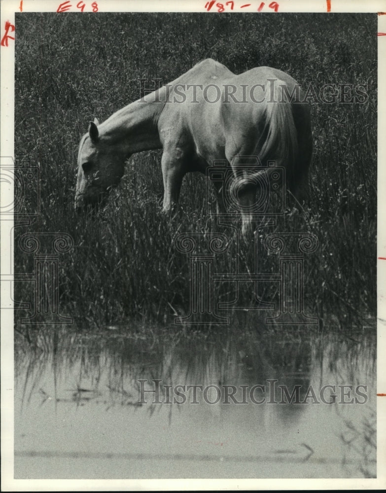 1979 Lone horse grazes on grass next to water in Texas - Historic Images