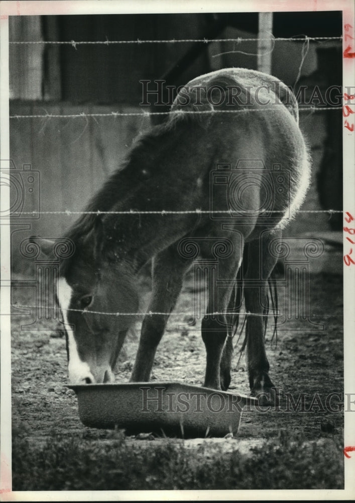 1980 Horse eating in pasture in Humble, Texas - Historic Images