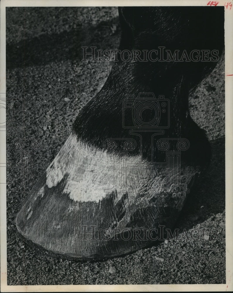 1967 Press Photo Close up of horse hoof - hca30718 - Historic Images