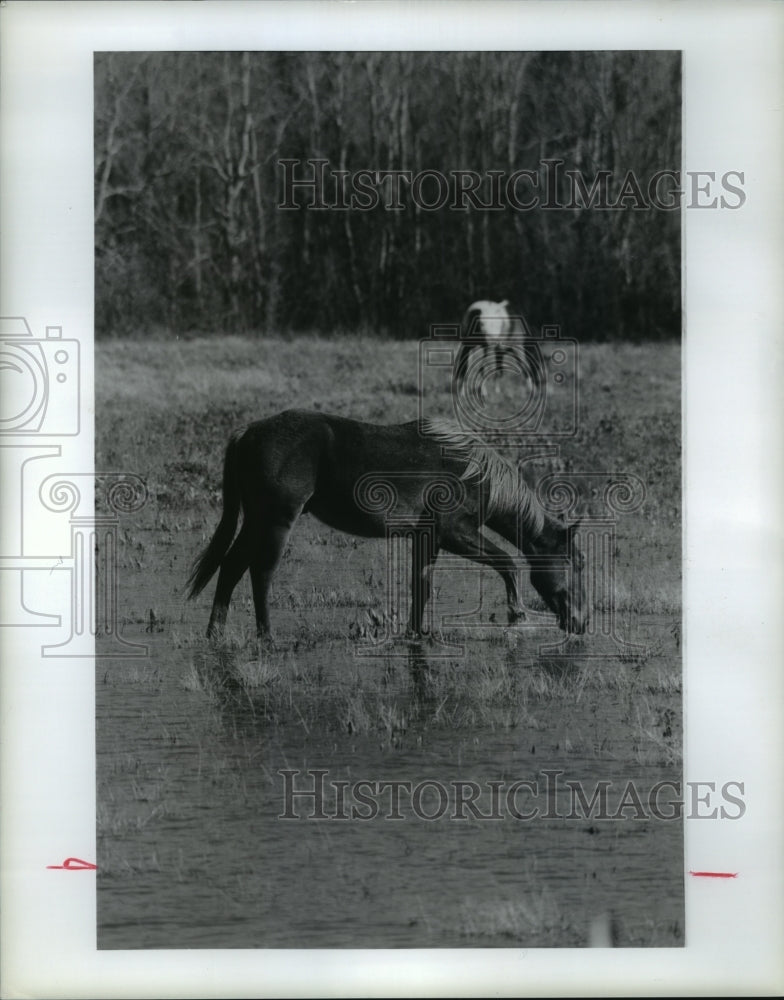 1991 Texas horse wades in water to get to pasture grass - Historic Images