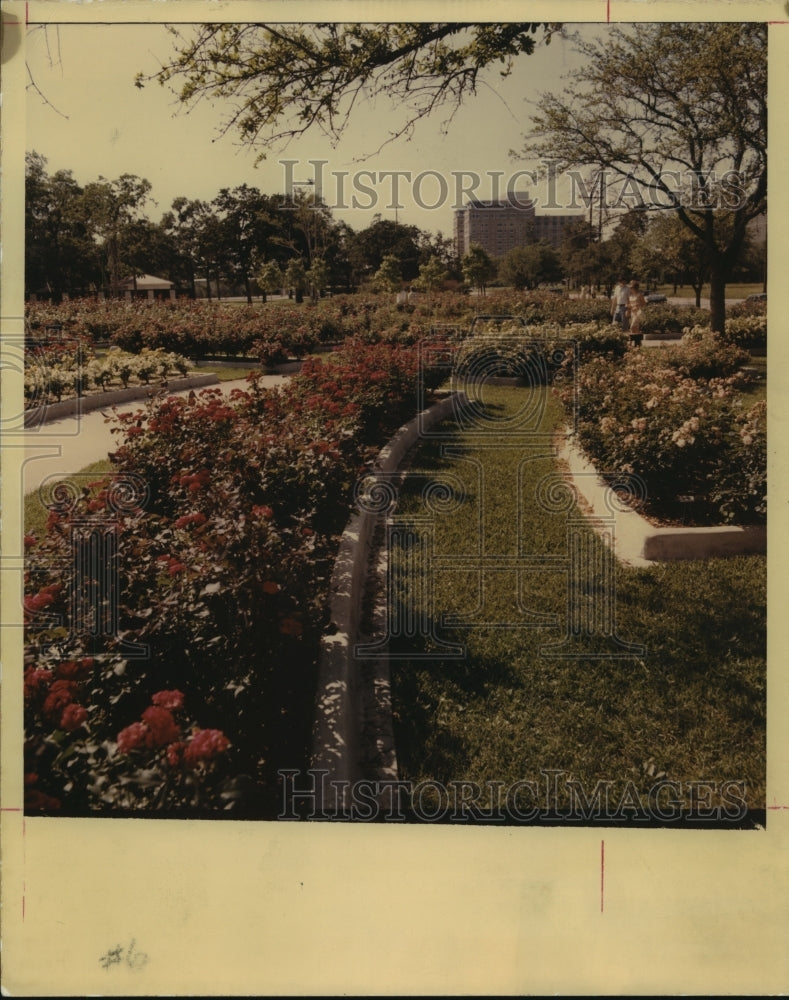 1966 Press Photo Hermann Park&#39;s Rose Garden at Houston Garden Center - hca30840 - Historic Images