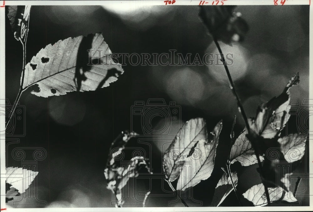 1982 Leaves seen at Houston Arboretum at Memorial Park in Houston - Historic Images