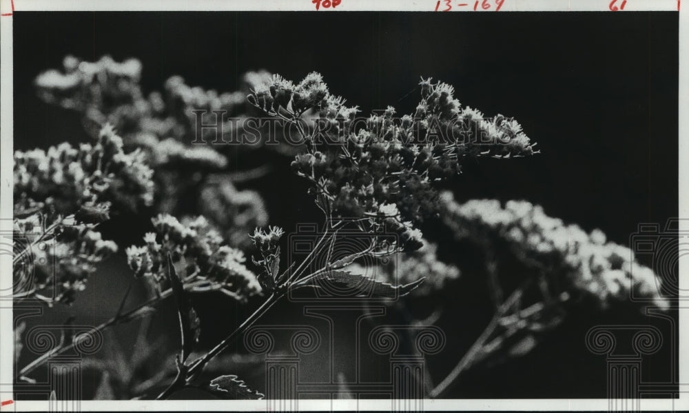 1982 Boneset blooms at Houston Arboretum in Memorial Park - Historic Images
