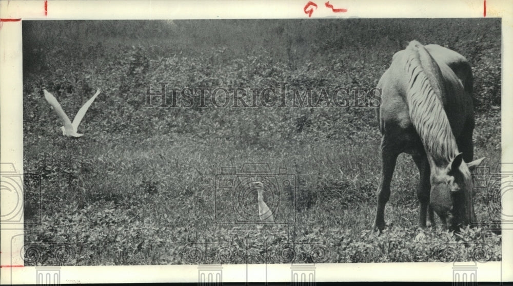 1979 Press Photo A horse and two egrets in pasture in Houston area - hca30938- Historic Images