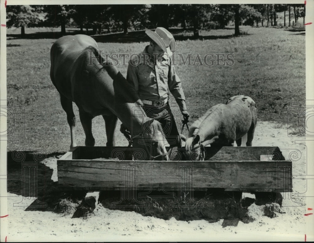 1979 Press Photo Man watches full-size horse and miniature horse eat - hca30941 - Historic Images