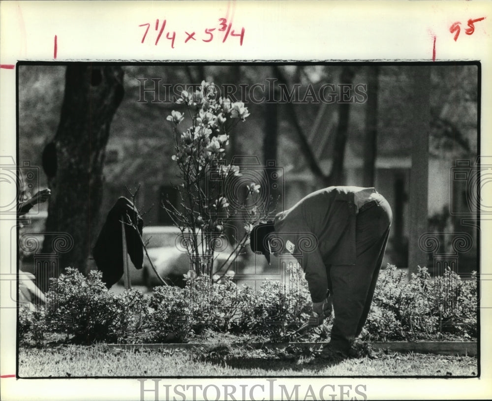 1979 Houston Parks &amp; Rec employee Fermin Trevino trims garden - Historic Images