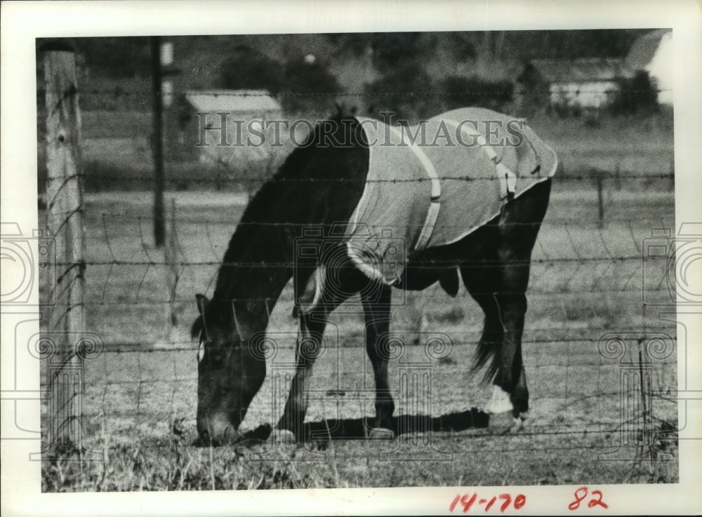 1981 Horse eats grass in pasture on FM2920 near Tomball, Texas - Historic Images