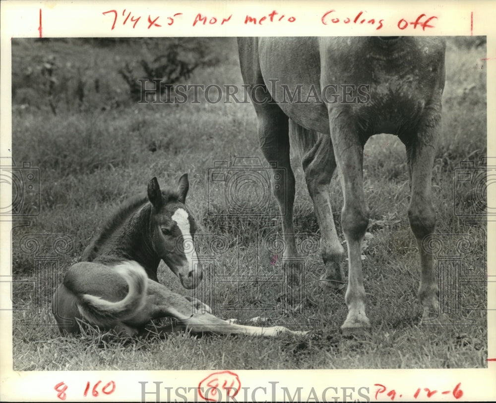 1979 Colt lays in grass beside his mother in Houston field - Historic Images