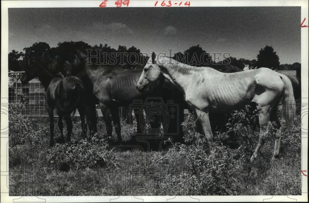 1981 Neglected horses rounded up in Hempstead, Texas - Historic Images