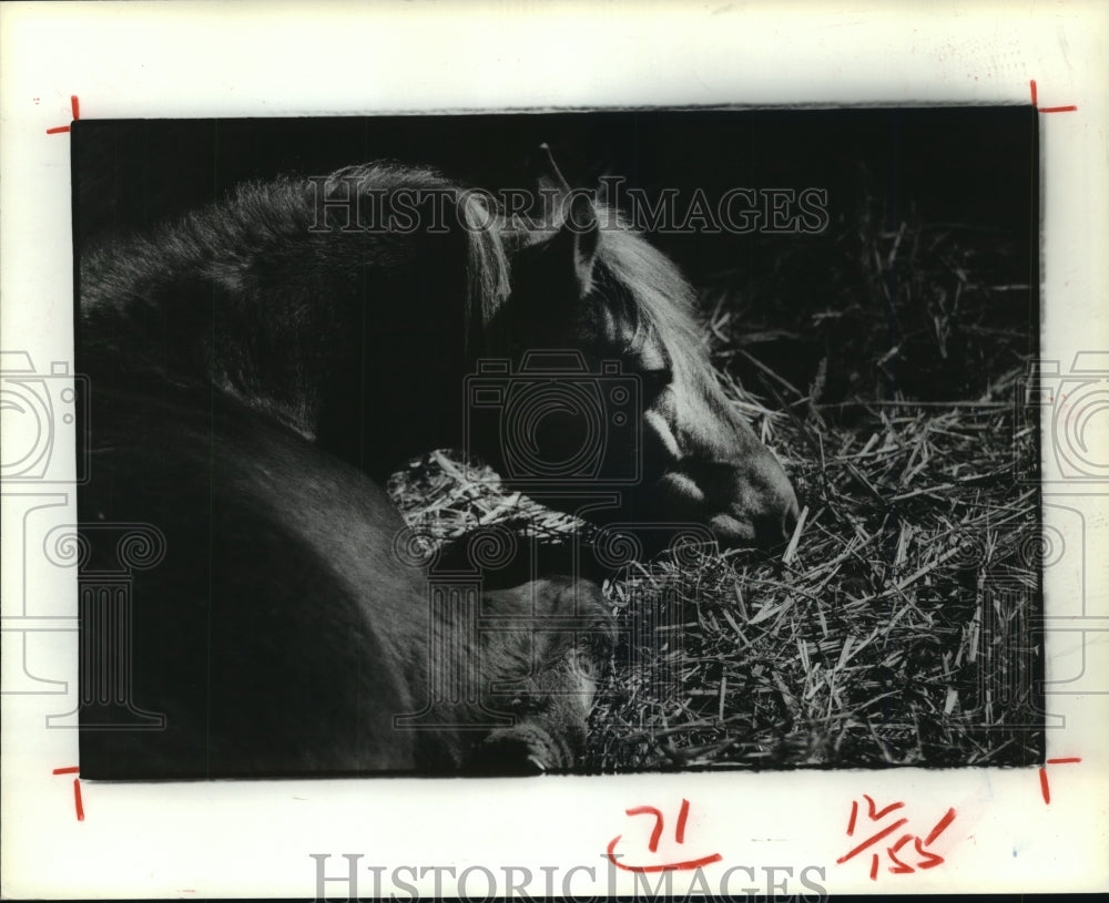 1982 Tom O&#39;Carroll&#39;s over-due pregnant horse Ginger lays in hay - Historic Images