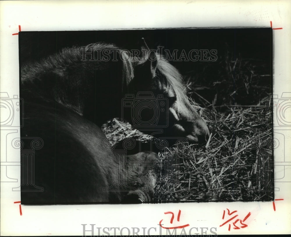 1982 Tom O'Carroll's over-due pregnant horse Ginger lays in hay - Historic Images