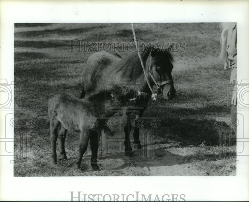 Press Photo Two of St. Clare miniature horses in Texas - hca31648-Historic Images