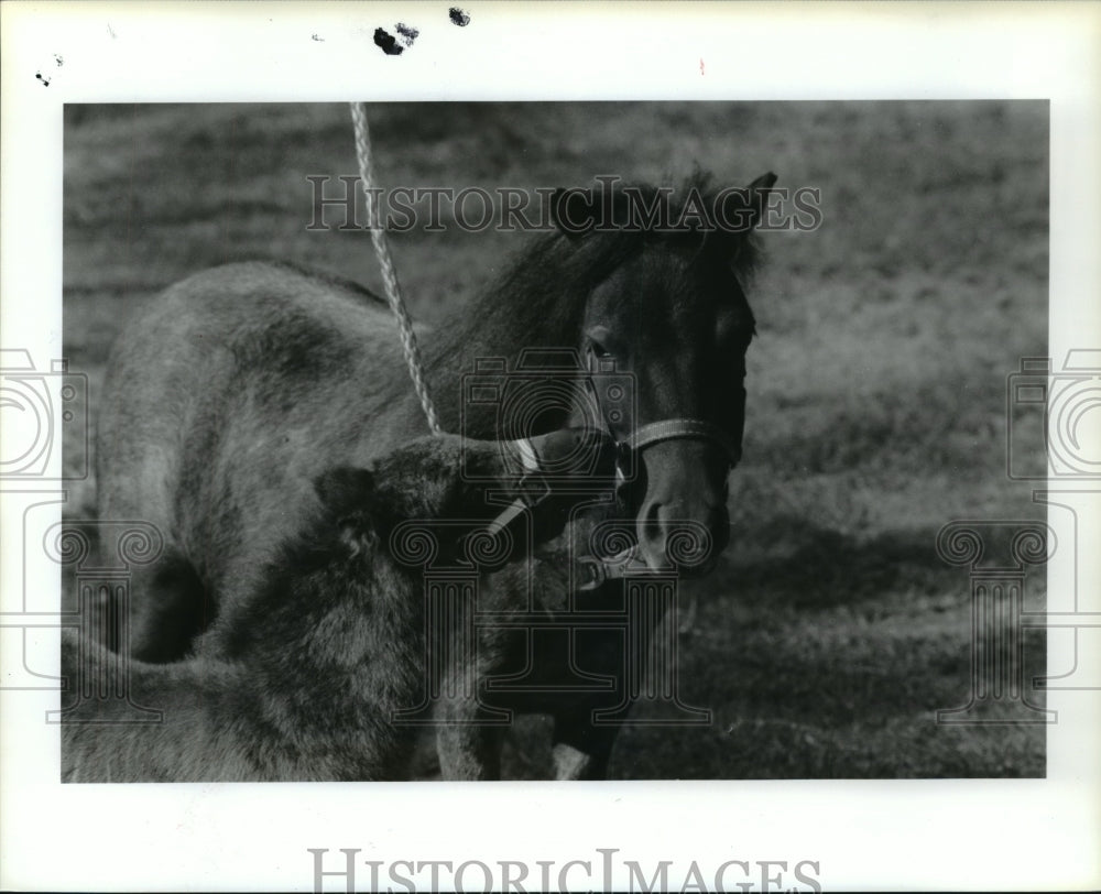 Press Photo Foal nuzzles mom; St. Clare miniature horses in Texas. - hca31649- Historic Images