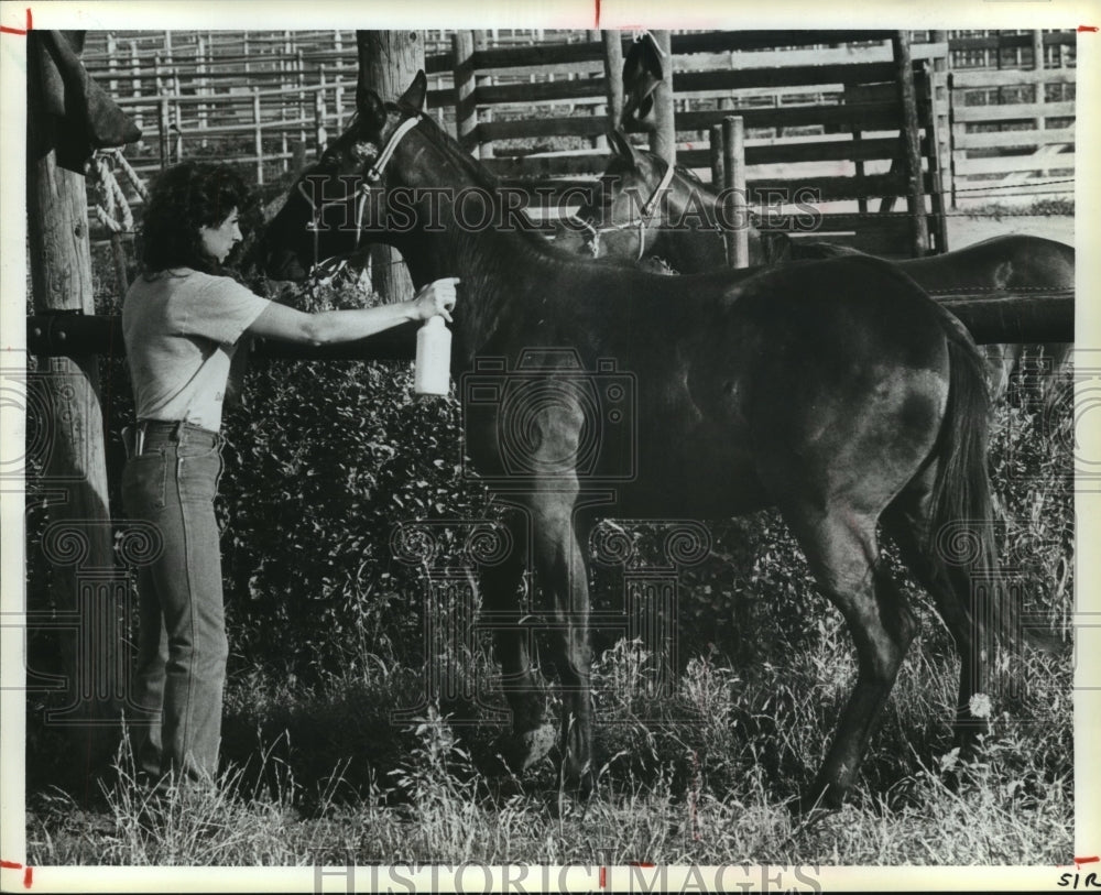 1985 Student trainer Sheri Smith grooms horse in Texas - Historic Images